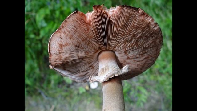 Agaricus sylvaticus смотреть онлайн