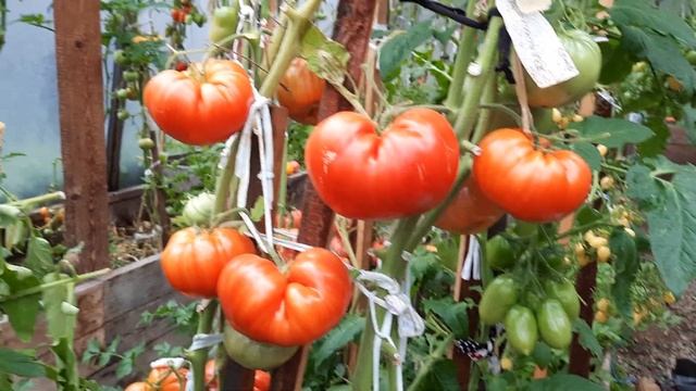 Томат Хлебосольный. Классический, шикарный, крупноплодный томат. Обзор томатов по сортам на 4.9.21