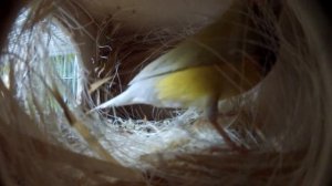 Разведение амадин - жизнь внутри гнезда. Lady gould breeding