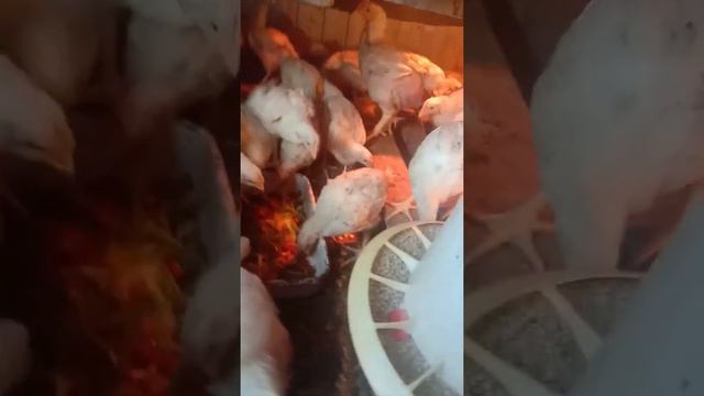 экстренная смена корма для бройлеров смотреть онлайн