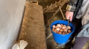 Освещение в курятнике влияет на высокую яйценоскость