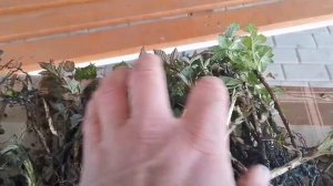 Размножение малины! Идеальный способ для начинающих!