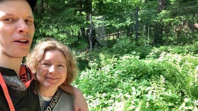 Много лосей на склоне парка в Митино