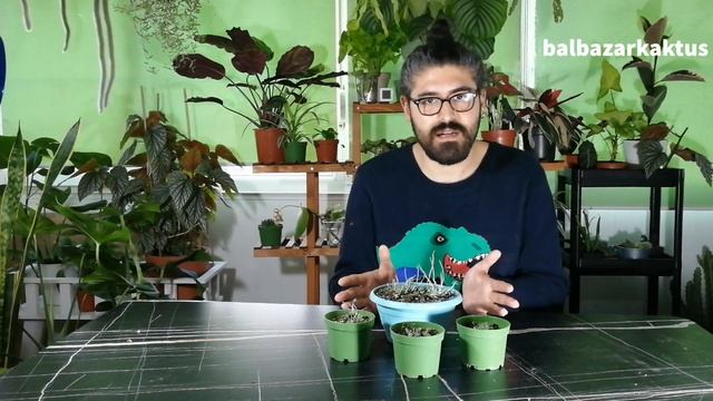 Sedum Sieboldii Kış Bakımı - Sedum Sieboldii Kış Aylarında Neden Yaprak Döker?
