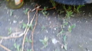 Пассат б3. Самый простой способ прокачать тормоза