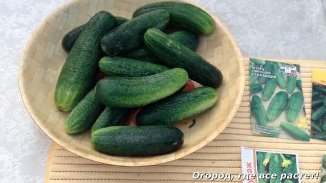 Огурцы. Урожайные сорта огурцов. При засолке не образуют пустот.mp4 смотреть онлайн