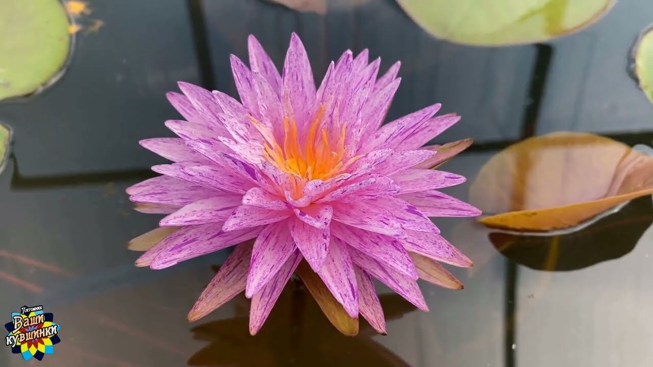 Ваши кувшинки 2023 год, кувшинка, нимфея, водные растения, waterlily, пруд смотреть онлайн