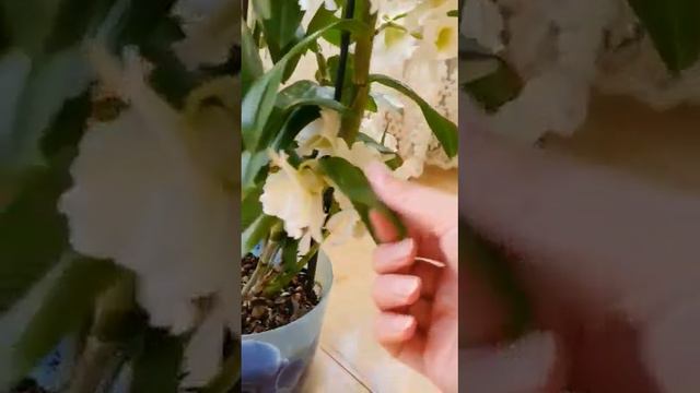 Мой любимый комнатный цветок смотреть онлайн