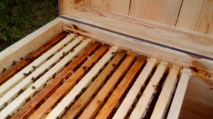 Как и когда подставлять вощину. Весеннее расширение гнезда пчёл вощиной.