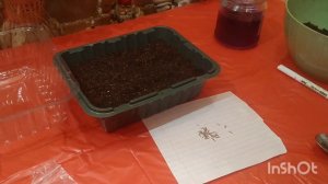 КЕРМЕК ТАТАРСКИЙ, СЕКРЕТ ПОСЕВА СЕМЯН НА РАССАДУ 👍🌺🤗