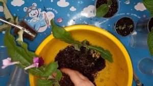 Стрептокарпусы, деление куста и пересадка, чтобы кустик активно рос и обильно цвел
