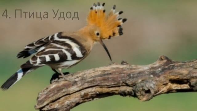 Пророк мир ему запрешал убивать эти животных смотреть онлайн