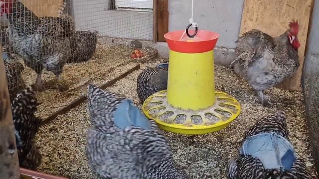 ТОП 10 ВОПРОСОВ по Мехеленской кукушке! смотреть онлайн