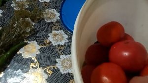 Квашеные помидоры в пластиковом ведре