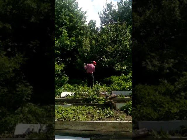 Косарь. Крапива. Сорняки. смотреть онлайн