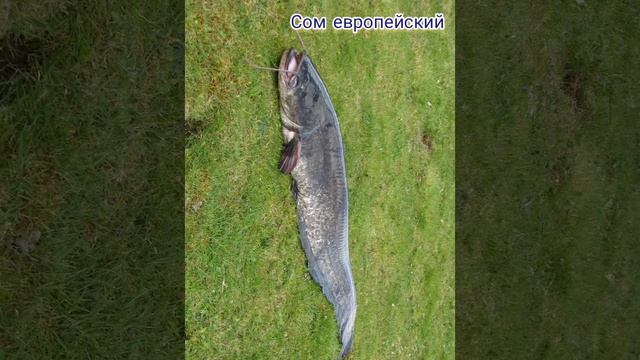 Сом европейский смотреть онлайн