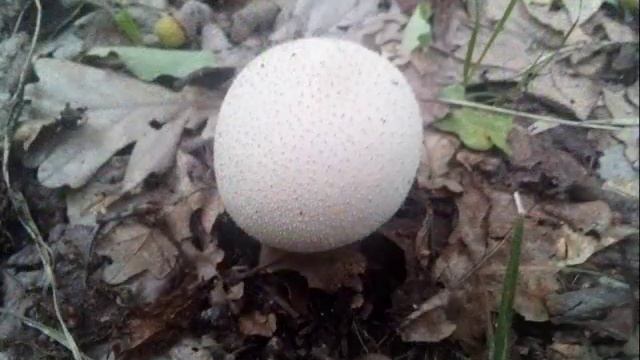 Грибы дождевики смотреть онлайн