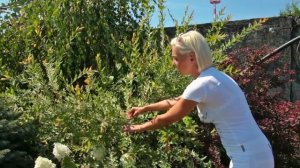 Живые изгороди: Ива цельнолистная (Salix Integra) 'Hakuro-nishiki'