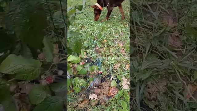 делюсь кусочком счастья #собаки #щенок #осень #малина #малинуа #дрессировка #друзья #москва #россия смотреть онлайн