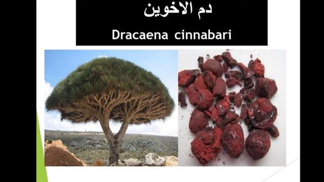 دم الاخوین, Dracaena cinnabari смотреть онлайн