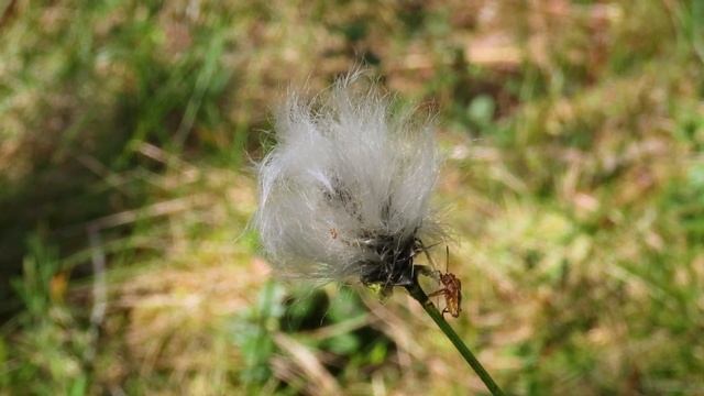 Самые красивые места Беларуси. Острова Дулебы. Начало лета! смотреть онлайн