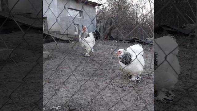 Куры.Брама светлая.птица 2018года смотреть онлайн