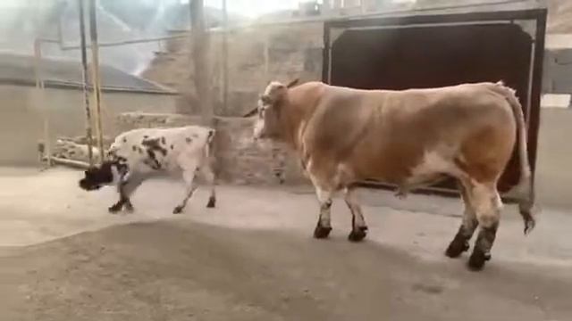 очень большой Гергебиль смотреть онлайн
