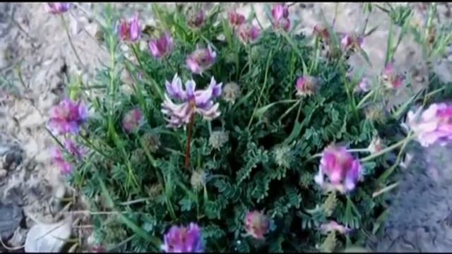 Астрагал смотреть онлайн