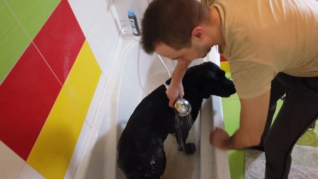 Купание собаки | Лабрадор | Как искупать собаку смотреть онлайн