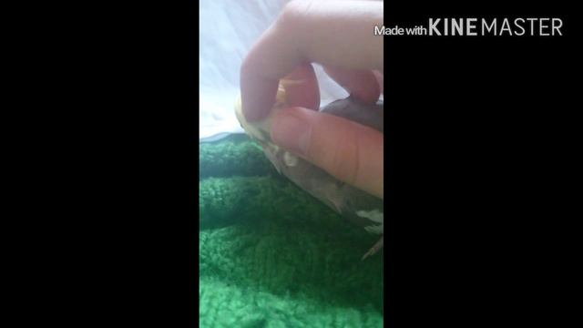 Все животные любят ласку! Особенно Диди :) смотреть онлайн