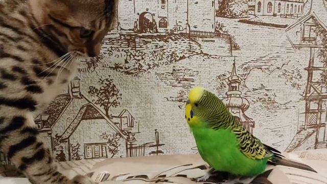 Дай поцелую! Смешной попугай Жора любит целоваться)) Бенгальская кошка не в восторге) смотреть онлайн