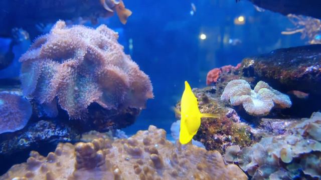 4K underwater Fish video with Music | Natural | Refreshing | Coral Reef | Relax #Underwaterseafish смотреть онлайн