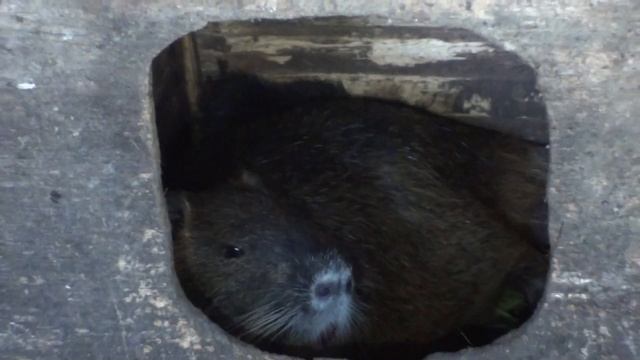 Размножение нутрий вышло из под контроля. смотреть онлайн