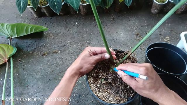 EPS 275 TUTORIAL STEP BY STEP CARA MEMPERBANYAK PHILODENDRON GLORIOSUM DENGAN MUDAH DAN CEPAT!! смотреть онлайн