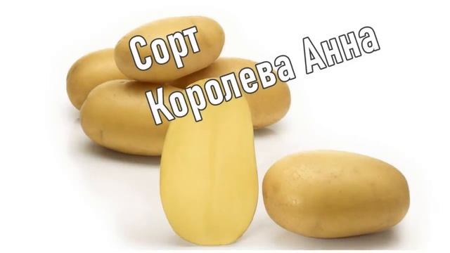 Хранение Картофеля Королева Анна смотреть онлайн