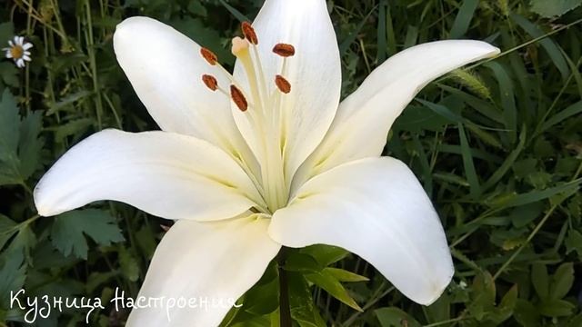 16 мая День Мавры. Что нельзя делать 16 мая. Народные традиции и приметы. смотреть онлайн