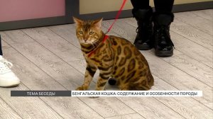 Бенгальская кошка: содержание и особенности породы