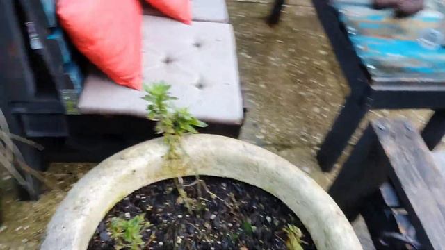 Spring Bulbs Planting - 2nd Update смотреть онлайн