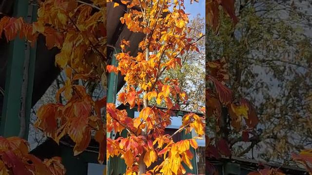 Железное дерево Parottia Persica Солнечные листья дарят настроение #shorts