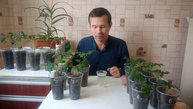 Как правильно поливать рассаду.Уход за томатами смотреть онлайн