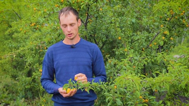 Алыча Подарок Санкт Петербургу. Слива, которая растет везде!