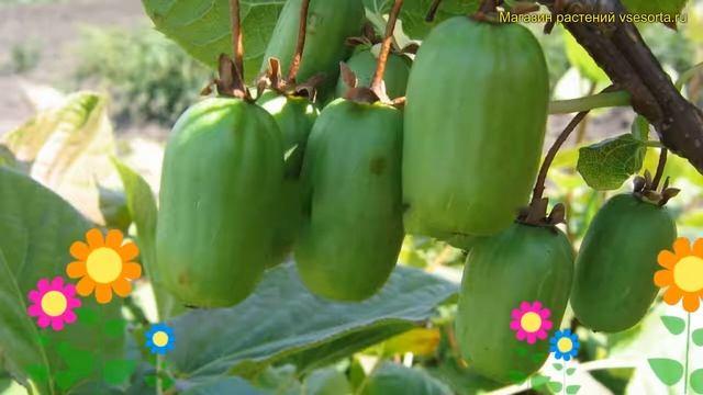 Актинидия коломикта Приусадебная. Краткий обзор, описание actinidia kolomikta Приусадебная смотреть онлайн