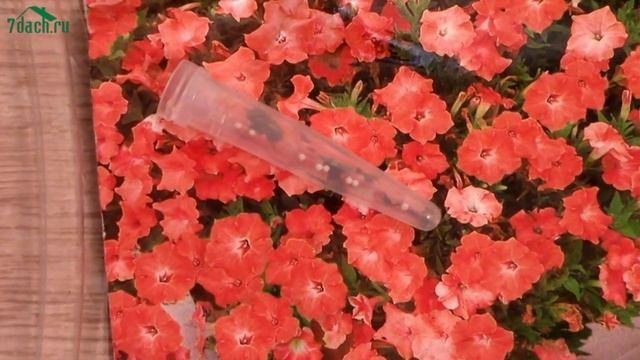 ?? Как подготовить семена к посеву и нужно ли это делать - 7 дач смотреть онлайн