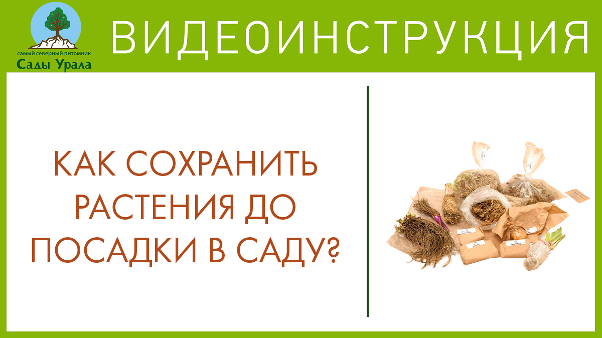 Хранение саженцев и луковичных культур до посадки в саду смотреть онлайн