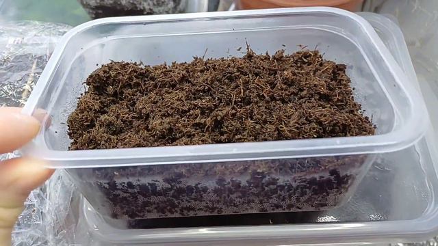 ПОСЕВ ШАЛФЕЙ ДУБРАВНЫЙ New Dimension Blue🪻 #шалфей #цветы #многолетниецветы смотреть онлайн