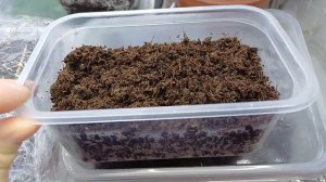 ПОСЕВ ШАЛФЕЙ ДУБРАВНЫЙ New Dimension Blue🪻 #шалфей #цветы #многолетниецветы