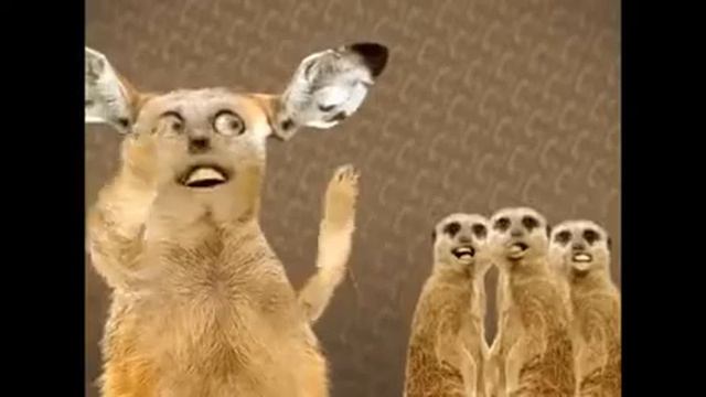 коты прикол не смотри это видео!!! смотреть онлайн