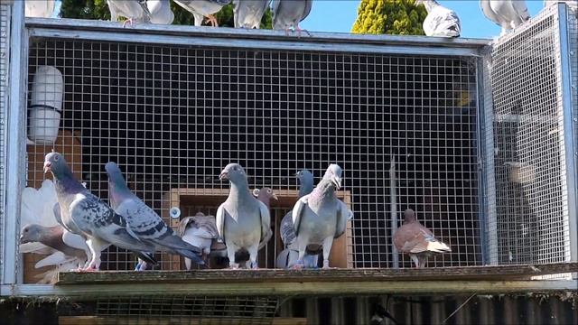 Racing Pigeon Training with GPS Tracking смотреть онлайн