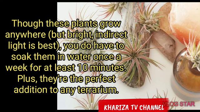 Top 35 Indoor Plants for the Small-Space Gardener/ Types of Indoor Plants and how to care about it смотреть онлайн