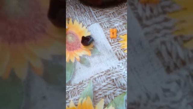 Кафе на дереве.